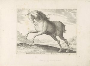 Cheval de la race Equus Regius (le Royal)