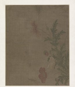 Fleurs de pavot