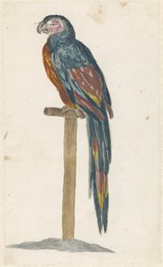 Perroquet sur un bâton