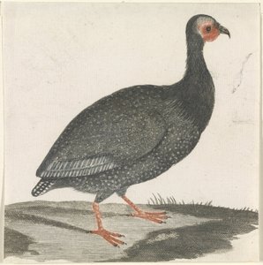 Pintade