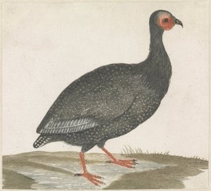 Pintade