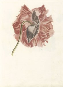 Pivoine