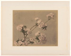 Pivoines