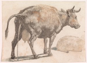 Vache urinant