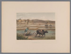 Paysans labourant des rizières japonaises (Souvenir du Japon vues d