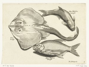 Raie, brème et poisson blanc (Libelivs varia Genera piscium complectens) - Anonymous