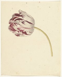 Tulipe rouge et blanche
