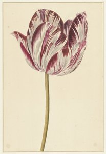 Tulipe rouge et blanche