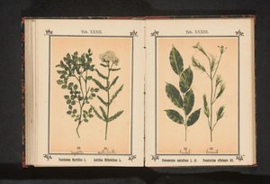 Bois de santal rouge et fenouil - Anonymous