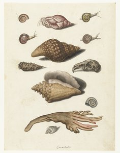 Coquillages, algues, escargots et crâne de lapin (Caracoles) (Lombard album)