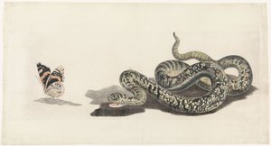 Serpent avec un papillon - Anonymous