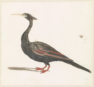 Anhinga
