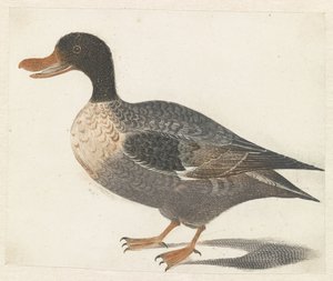 Canard debout vers la gauche - Anonymous