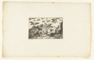 Chouette debout et chouette attaquée par des oiseaux