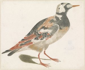 Tournepierre - Anonymous