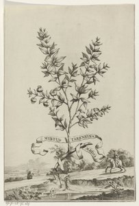 Branche de Myrtus Tarentina - Anonymous