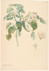 Branche de griffes de chat blanches avec détails du pistil et de la fleur