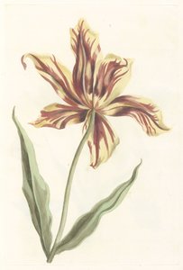 Tulipe