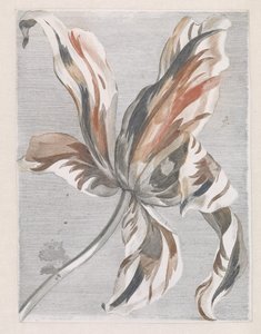 Tulipe - Anonymous