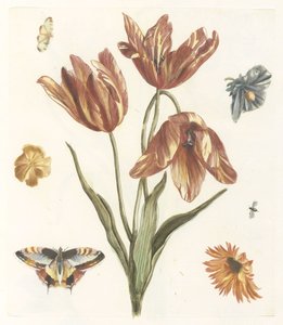 Tulipes, autres fleurs, papillons et une mouche - Anonymous