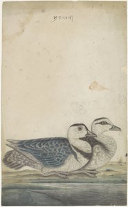 Deux canards - Anonymous