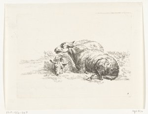 Deux moutons couchés