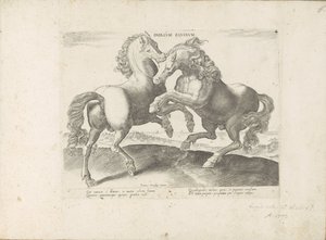Deux chevaux se battant