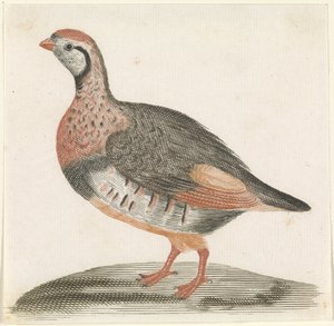 Perdrix
