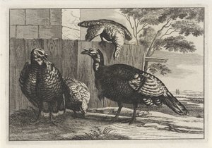 Quatre dindons