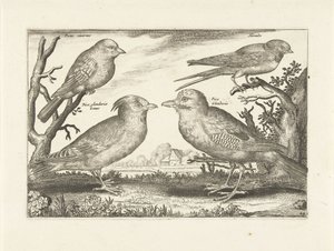 Quatre oiseaux