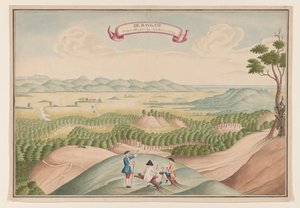 Vue de la plantation de poivre dans la région de Baygam