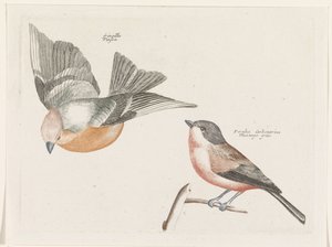 Pinson et mésange à flancs gris