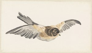 Pinson du Nord (Fringilla montifringilla)