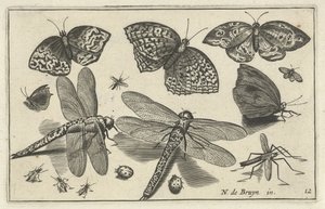 Papillons et libellules Oiseaux et insectes (titre de la série)