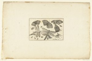 Papillons et libellules