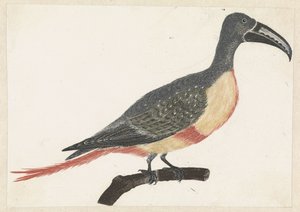 Oiseau avec un long bec courbé sur une branche vers la droite - Anonymous
