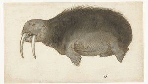 Morse