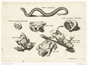 Serpent d