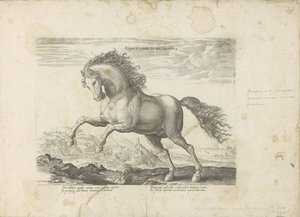 Cheval sauvage