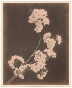 Lys blancs