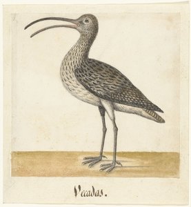 Courlis (Vecadas) (Lombard album)