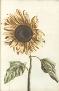 Tournesol