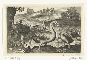Cygne et oies et canards - Anonymous