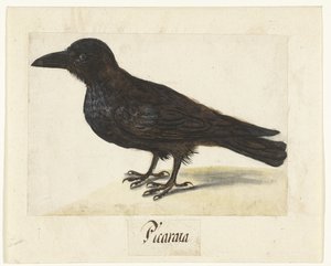 Corbeau noir - Anonymous