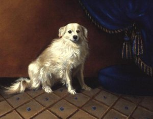 Un chien jouet