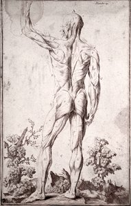 Étude anatomique du système musculaire humain (gravure) - Anonymous Anonymous