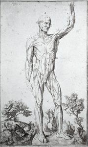 Étude anatomique du système musculaire humain