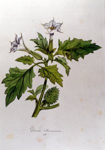 Planche botanique : Datura Stramonium. Gravure dans « Flora Monacensis » par Franz von Paula Schrank (1747-1835), naturaliste allemand, Monaco 1816 - Anonymous Anonymous
