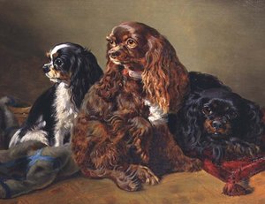 Épagneuls King Charles