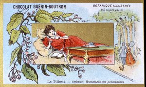 Tilleul : infusion, ornements de promenades. Chromolithographie publicitaire pour les chocolats Guérin-Boutron, fin XIXe siècle. Série botanique illustrée - Anonymous Anonymous